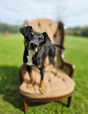 Billy Ray, Mixed Breed, young, available for adoption