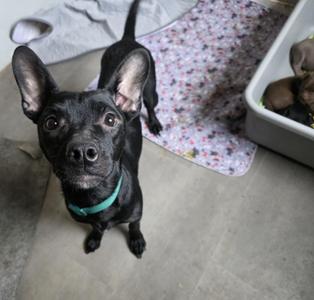 Magnolia, Pit Bull Terrier/Mixed Breed, young, available for adoption