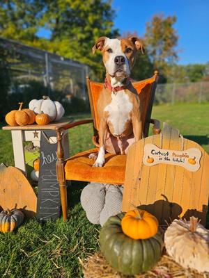 Ceasar, Pit Bull Terrier/Mixed Breed, adult, available for adoption