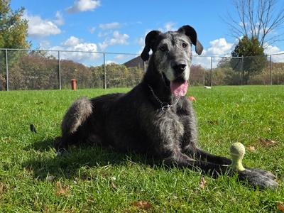 Onyx, Irish Wolfhound, adult, available for adoption