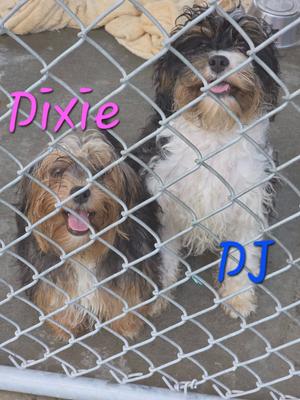 Two dogs, named Dixie and DJ, behind a chain-link fence.
