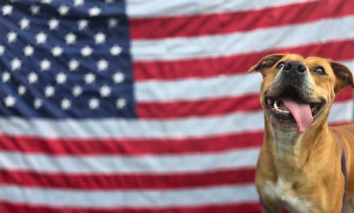 Bailey, Pit Bull Terrier/Mixed Breed, adult, available for adoption