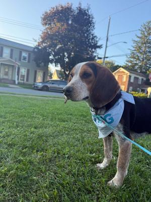 Eagle, Beagle, young, available for adoption