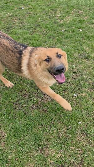A tan and black German Shepherd mix dog running on a grassy lawn with its mouth open.