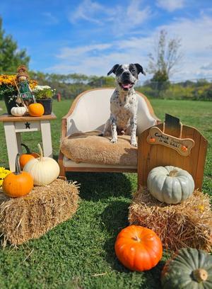 Apache, Dalmatian/Pit Bull Terrier, adult, available for adoption