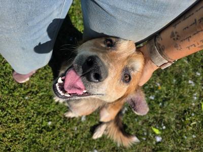 Augie, Collie/Mixed Breed, adult, available for adoption