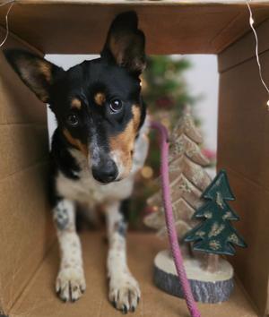 Lexie, Husky/Australian Cattle Dog/Blue Heeler, adult, available for adoption