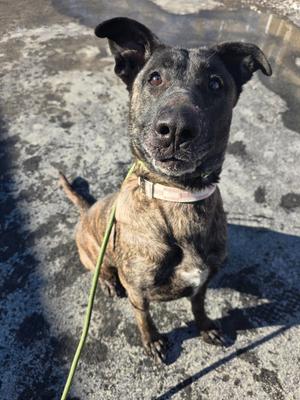 Lola, German Shepherd Dog/Mixed Breed, adult, available for adoption