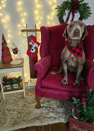 Ghost, Labrador Retriever, senior, available for adoption