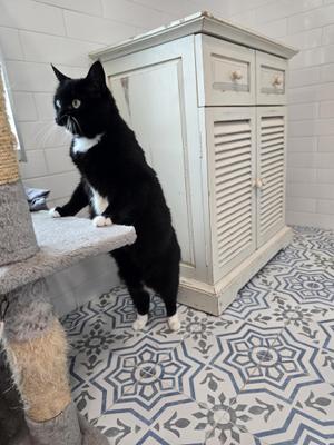 Chibi, adult, available for adoption