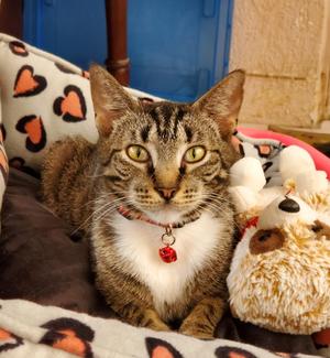Abbey fka Astrid, adult, available for adoption