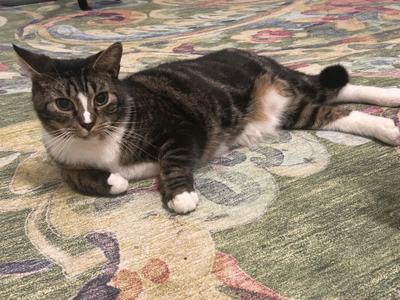Ben Affleck, adult, available for adoption