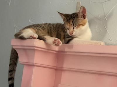 A tabby cat with white paws and chest is lying on a pink surface, possibly a piece of furniture. The cat appears to be sleeping or resting with its eyes closed. The background is a light-colored wall.