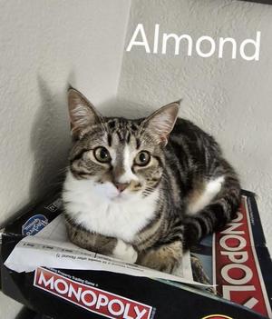 Almond, young, available for adoption