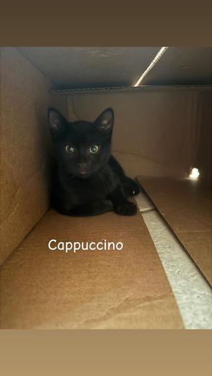 Cappuccino, young, available for adoption