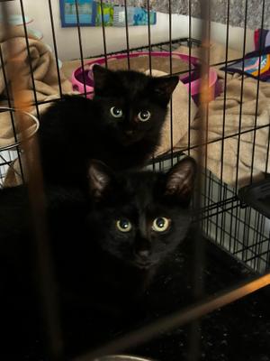 Bramble, young, available for adoption