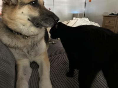 A German Shepherd dog and a black cat are on a couch, with the dog nuzzling the cat.