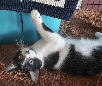 Corey, adult, available for adoption