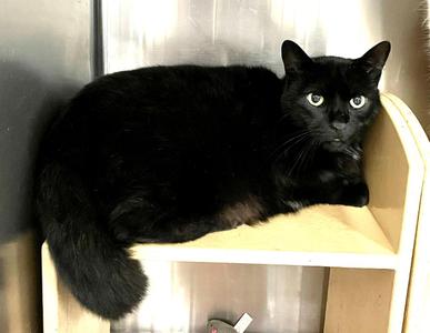 CiCi, senior, available for adoption