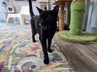 Bambu, young, available for adoption