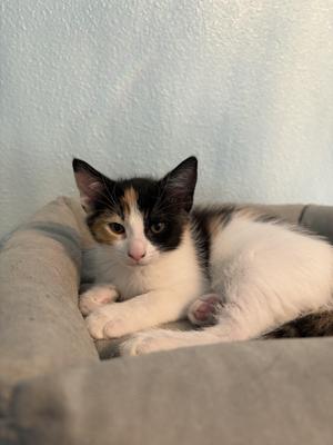 A young calico kitten with patches of orange, black, and white fur sitting in a soft gray pet bed.