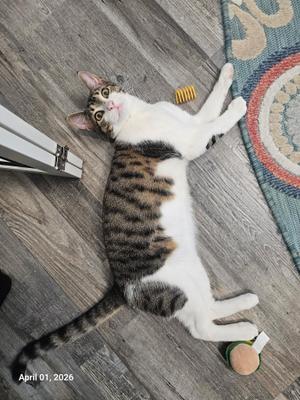 A tabby and white cat lies on its back on a wooden floor, looking up at the camera. There is a toy near its paws. There is also a date stamp in the bottom left corner that says "April 01, 2026".