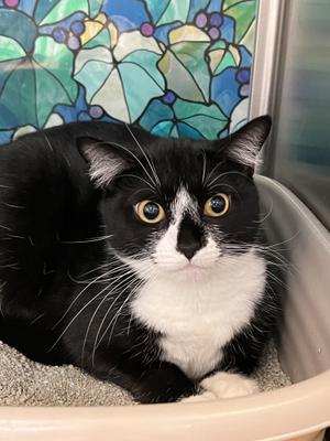 Baby Biscuits, adult, available for adoption