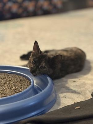 Aloha, young, available for adoption
