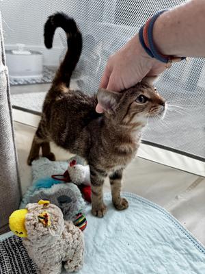 Bengala Tigresa, kitten, available for adoption