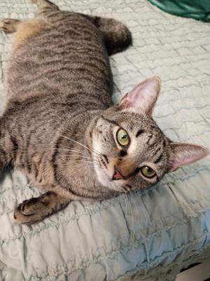 A tabby cat with green eyes lies on its back on a quilted blue-green bedspread.