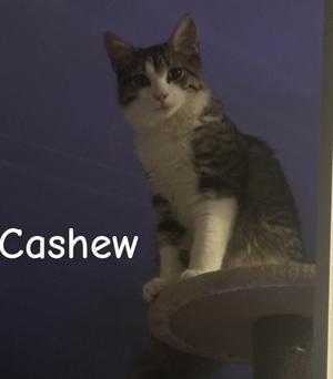 A tabby and white cat named Cashew sitting on a cat tree against a dark blue background.