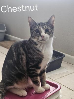 A tabby cat with white chest and paws is sitting on a pink surface. The cat is looking at the camera. The word "Chestnut" is visible in white text at the top left of the image.