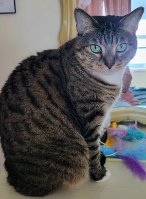 Boo Ann, adult, available for adoption