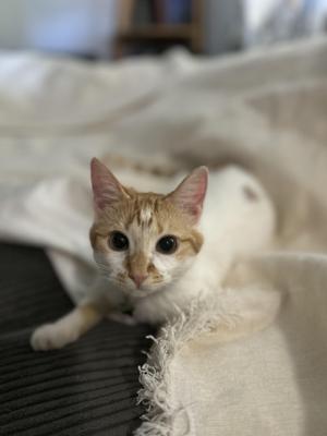 A small orange and white cat with large, expressive eyes is lying on a soft, white blanket. The cat appears to be resting on a dark surface, possibly a couch or bed, with its front paws stretched out. The background is slightly blurred, emphasizing the cat as the focal point of the image.