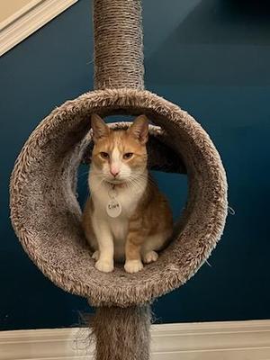 Clark, adult, available for adoption