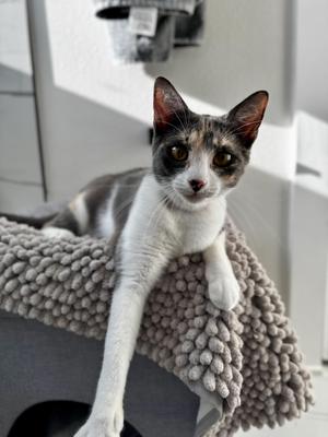 A calico kitten with white, grey, and orange markings, lying on a grey fluffy surface.