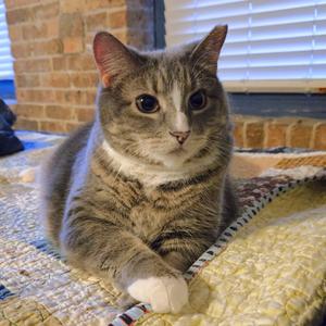 Jellianne Toe Beans, adult, available for adoption