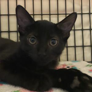 Joyce Monroe, kitten, available for adoption