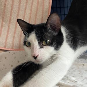 Prima Patches, adult, available for adoption