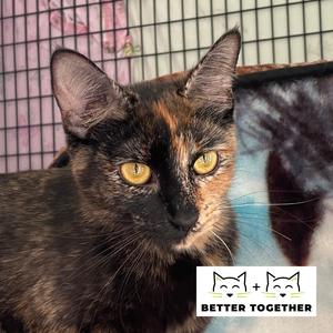 Bette Meowd-ler, adult, available for adoption