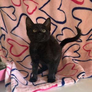 Faucet, kitten, available for adoption
