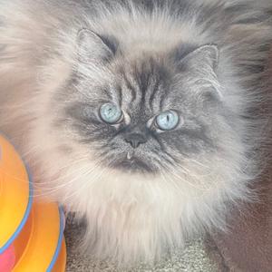 fluffy cat with blue eyes