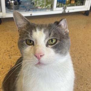 Gabriel, adult, available for adoption