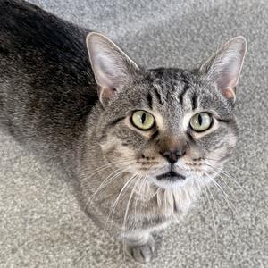 A gray tabby cat with green eyes looking up at the camera.