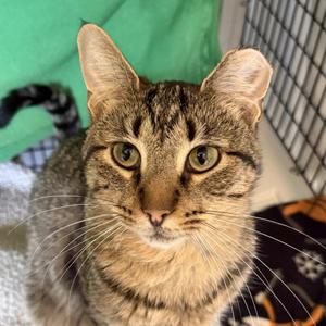 Captain Planet, adult, available for adoption