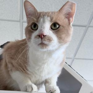 A close-up of a cat with a white and brown coat, sitting on a surface with a tiled wall in the background.