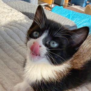 Andersonville, kitten, available for adoption