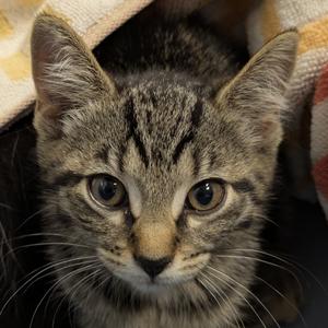 Mummy, kitten, available for adoption