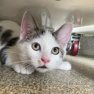 A white and gray kitten with big green eyes lying on a carpeted floor, looking up at the camera.