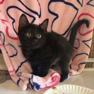 Fountain, kitten, available for adoption